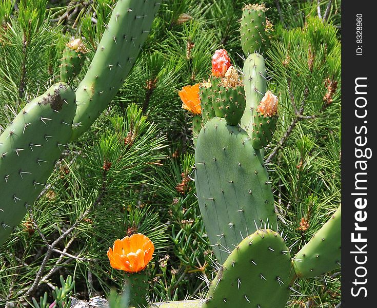 Colorfull wild cacturs with flowers in the nature by the beach