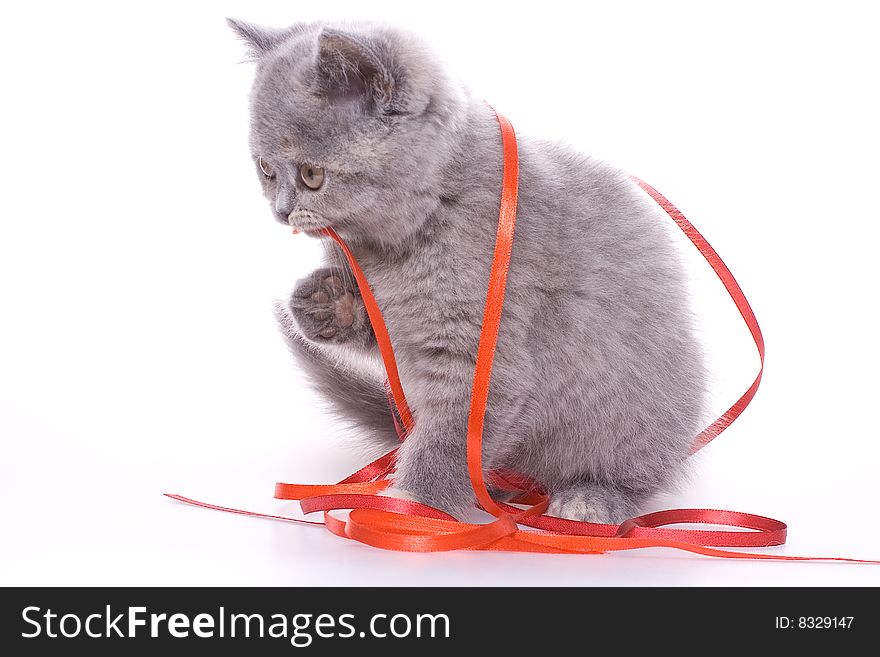 Little kitty with red ribbon on a white background