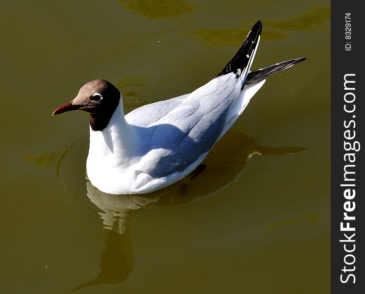Seagull in lake in Denmark