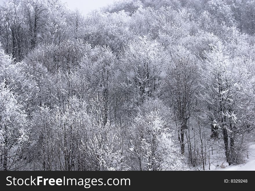 Winter landscape;Trees covered in snow; Traces in snow. Winter landscape;Trees covered in snow; Traces in snow