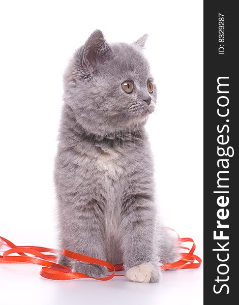 Little kitty with red ribbon on a white background