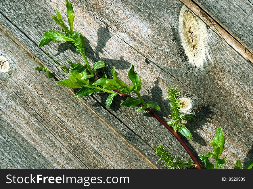 Green branch on rough wood