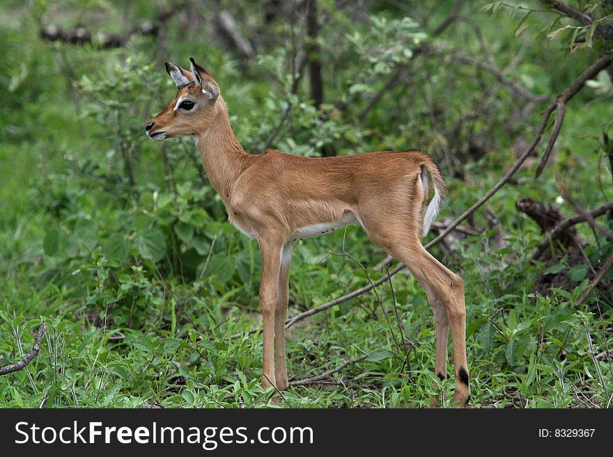 Taken in the Kruger National Park South Africa. An impala (Aepyceros melampus Greek Î±Î¹Ï€Î¿Ï‚, aipos high ÎºÎµÏÎ¿Ï‚, ceros horn + melas black pous foot) is a medium-sized African antelope. The name impala comes from the Zulu language. They are found in savannas and thick bushveld in Kenya, Tanzania, Mozambique, northern Namibia, Botswana, Zambia, Zimbabwe, southern Angola, northeastern South Africa and Uganda. Taken in the Kruger National Park South Africa. An impala (Aepyceros melampus Greek Î±Î¹Ï€Î¿Ï‚, aipos high ÎºÎµÏÎ¿Ï‚, ceros horn + melas black pous foot) is a medium-sized African antelope. The name impala comes from the Zulu language. They are found in savannas and thick bushveld in Kenya, Tanzania, Mozambique, northern Namibia, Botswana, Zambia, Zimbabwe, southern Angola, northeastern South Africa and Uganda.