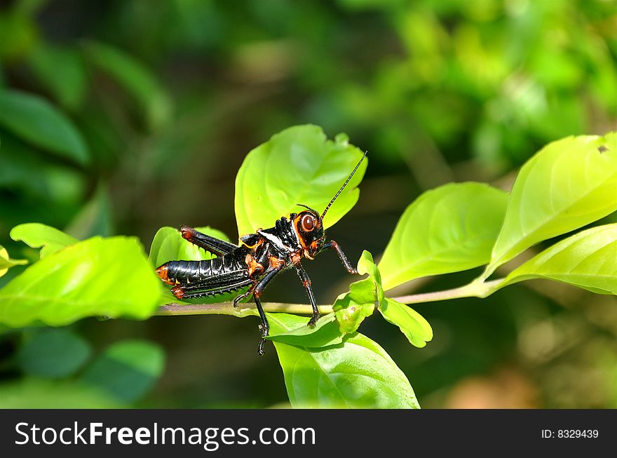 Black and red grasshopper in the leaves. Black and red grasshopper in the leaves