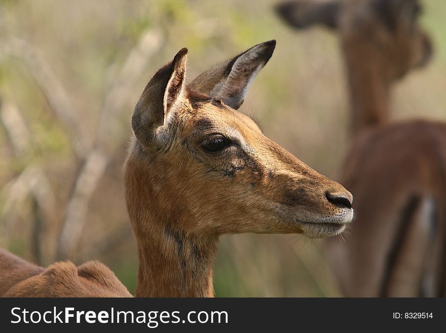 Taken in the Kruger National Park South Africa.

An impala (Aepyceros melampus Greek αιπος, aipos high κερος, ceros horn + melas black pous foot) is a medium-sized African antelope. The name impala comes from the Zulu language. They are found in savannas and thick bushveld in Kenya, Tanzania, Mozambique, northern Namibia, Botswana, Zambia, Zimbabwe, southern Angola, northeastern South Africa and Uganda.