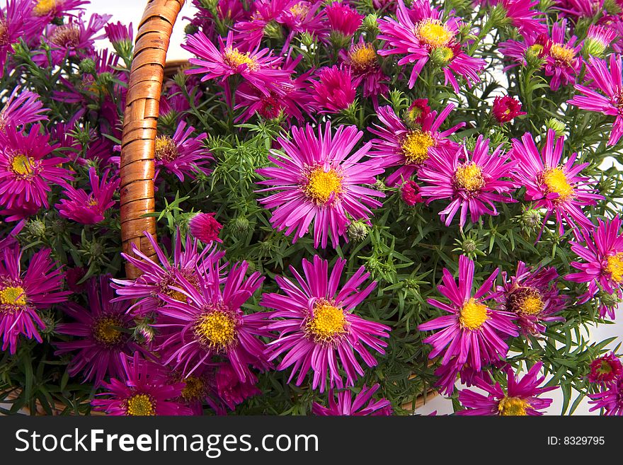 Picture of the basket of flowers on a white background