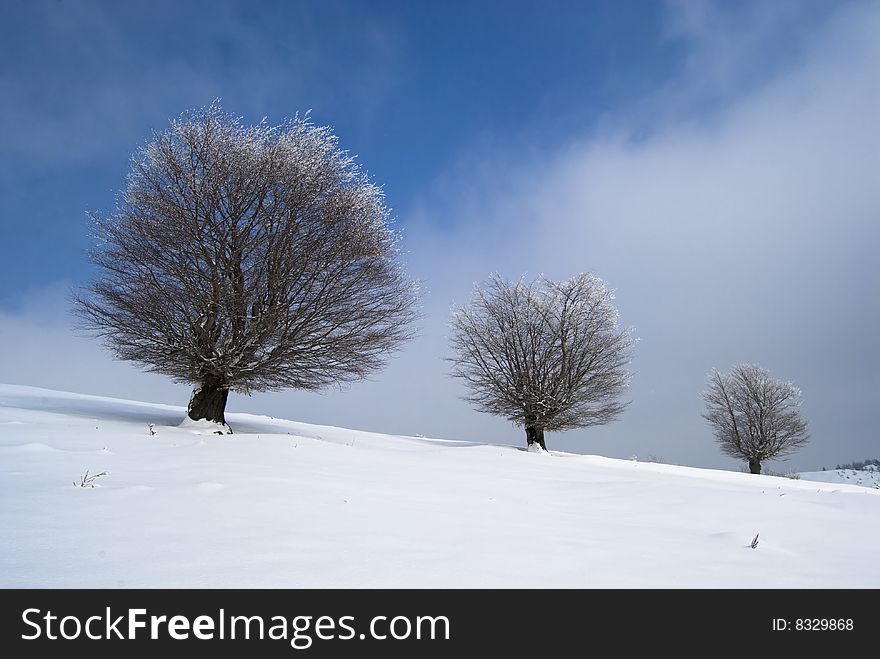 Winter landscape;Trees covered in snow;