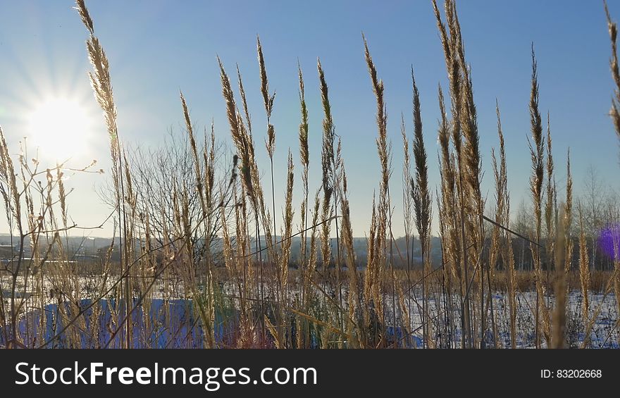 Wild grass silhouette against golden hour sky during sunset. 4K