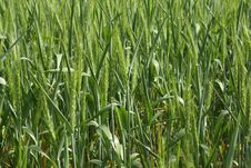 Wheat Stock Images Wheat Stock Images