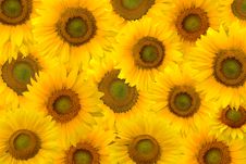 Background Of Yellow Sunflowers Royalty Free Stock Image Background Of Yellow Sunflowers Royalty Free Stock Image