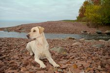 Fit Labrador Retriever. Yellow Lab Royalty Free Stock Images