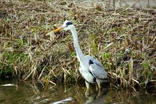 Grey Heron Royalty Free Stock Images