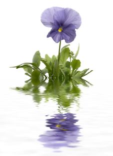 Pansies Stock Image Pansies Stock Image