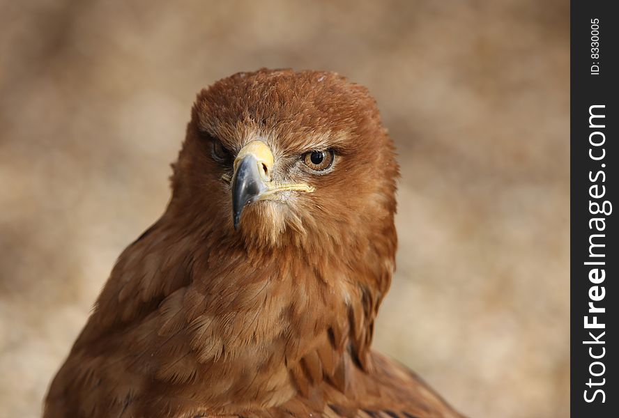 Portrait of a male Tawny Eagle