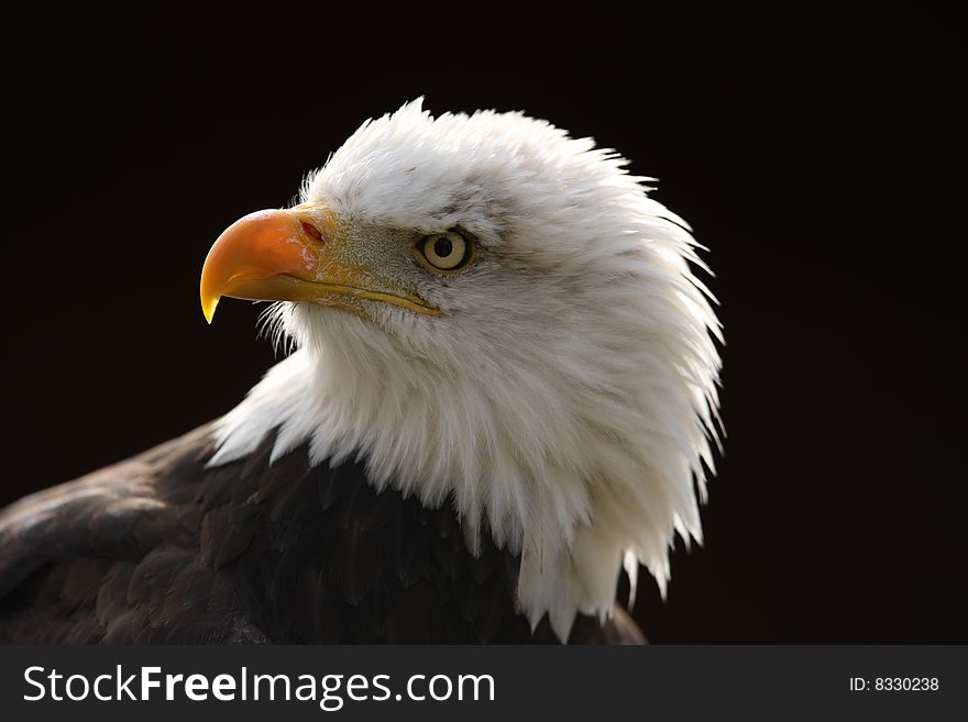 Portrait of a male Bald Eagle