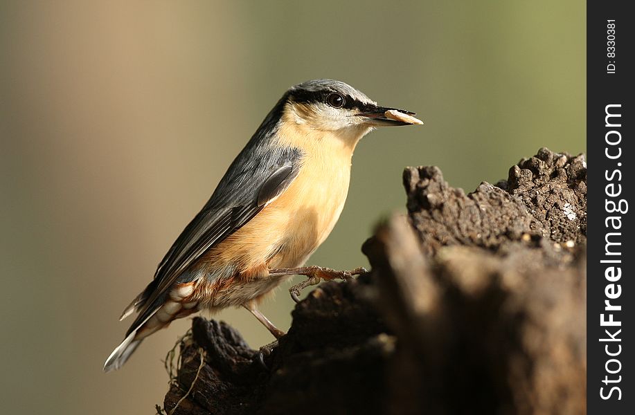 Nuthatch feeding on an old tree stump