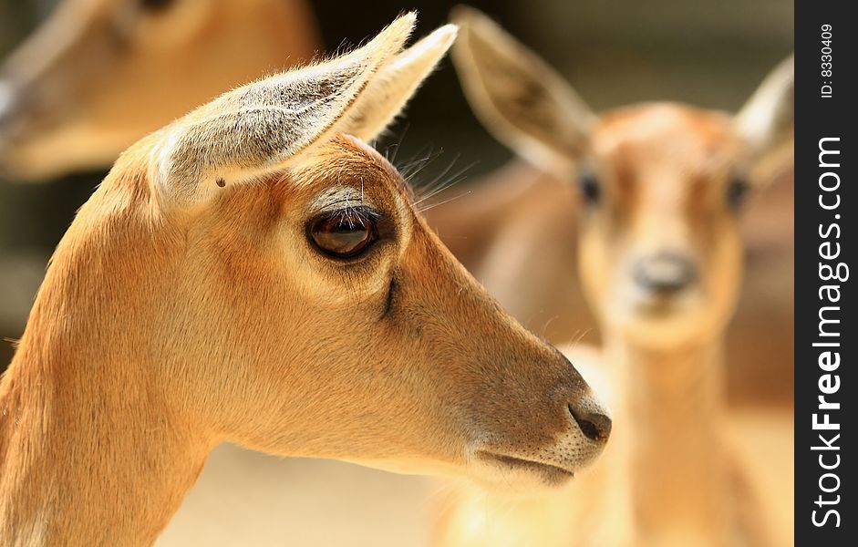 Deer Family looked so innocent