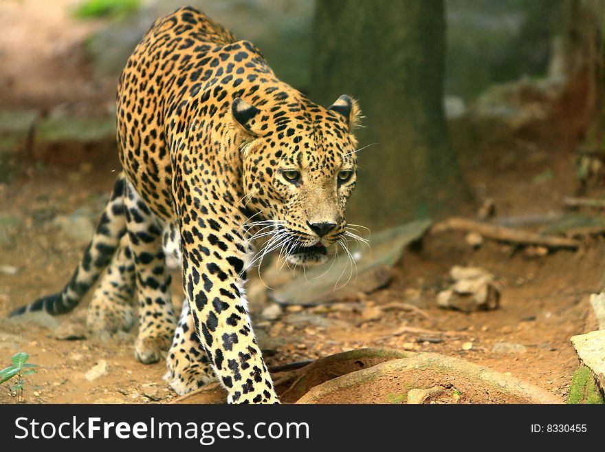 Leopard is looking, the charismatic face and ferocious eye