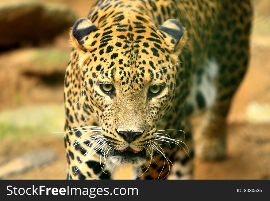 Leopard is looking, the charismatic face and ferocious eye