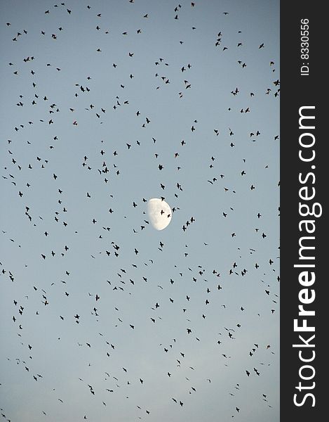 Moon in the sky through a flock of birds