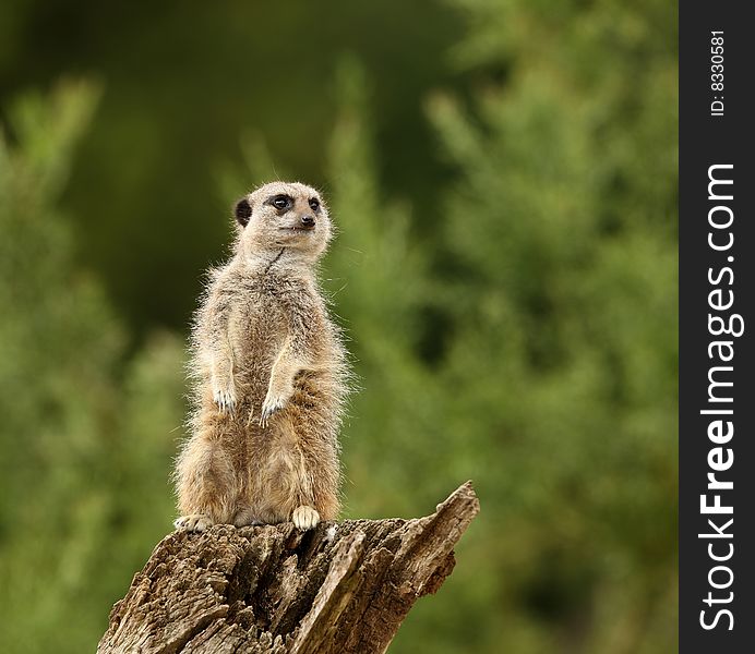 Proud Meerkat standing guard to protect his family