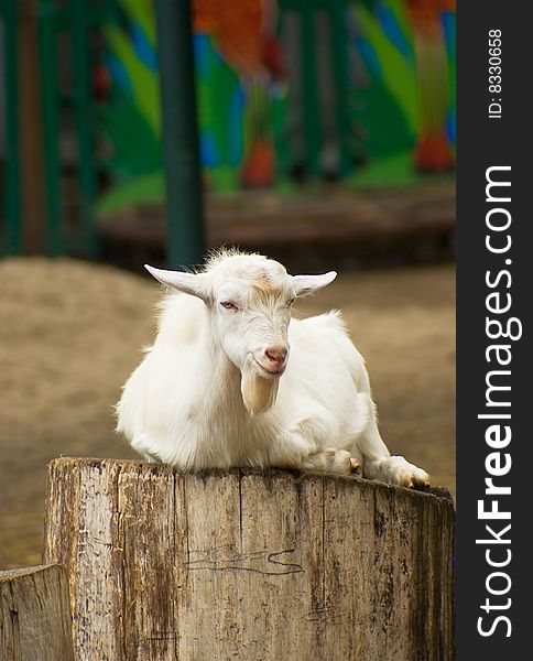 White Boer goat kid  on a stump in the barnyard