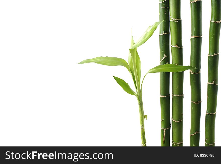 Design of lucky bamboo trees