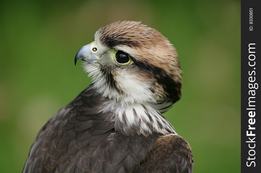 Portrait of a Lanner Falcon
