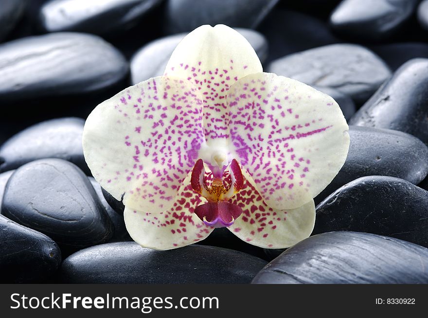 Orchid