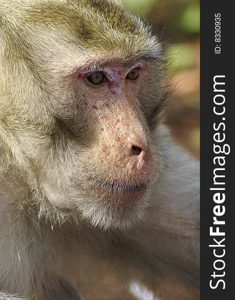 Monkey portrait in the Thailand