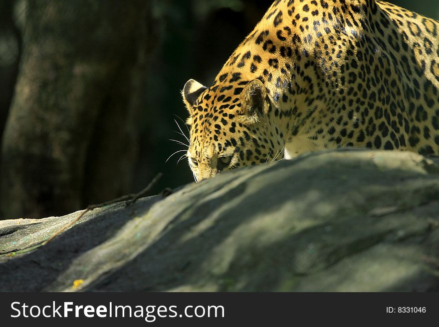 Leopard is looking, the charismatic face and ferocious eye