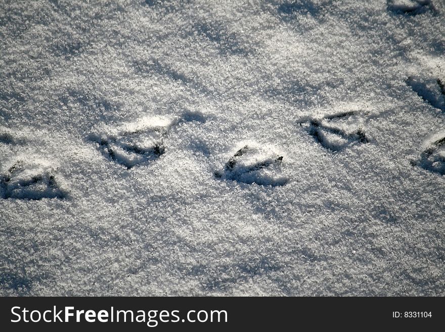The duck footprints in the snow.