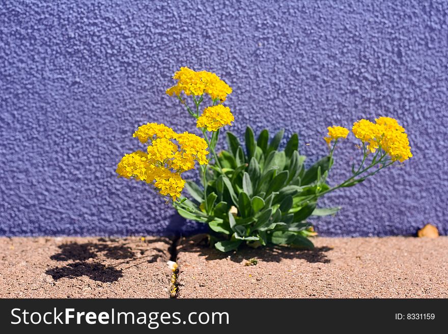 Draba aizoides - indeciduous spring flowers on a wall