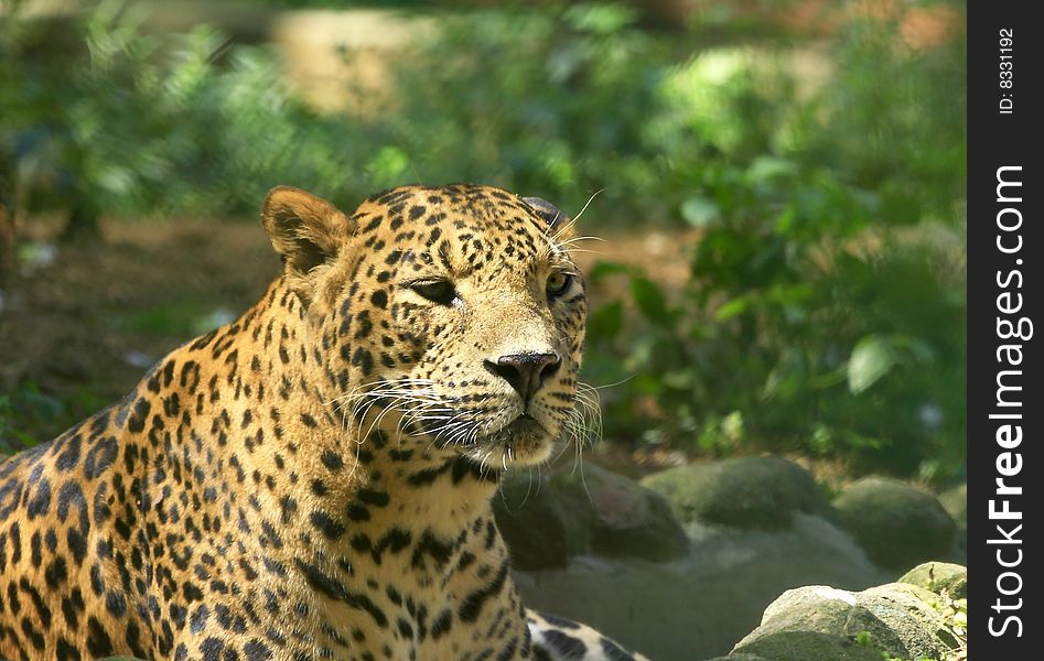 Leopard is looking, the charismatic face and ferocious eye