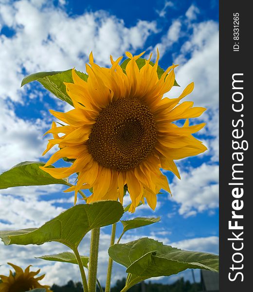 Closeup of yellow sunflower over blurred background with sky and clouds. Closeup of yellow sunflower over blurred background with sky and clouds