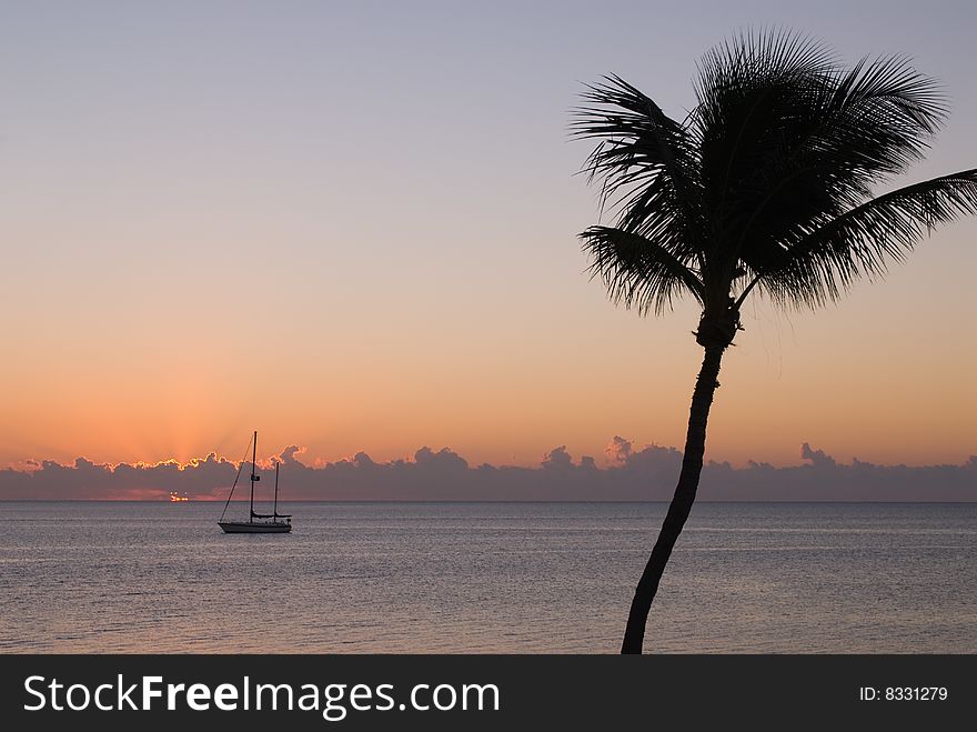 Sailing boat and Palm tree at sunset