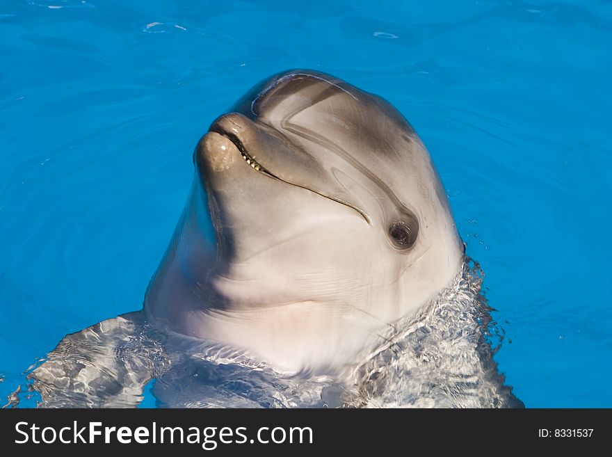 Nice dolphin in the sea