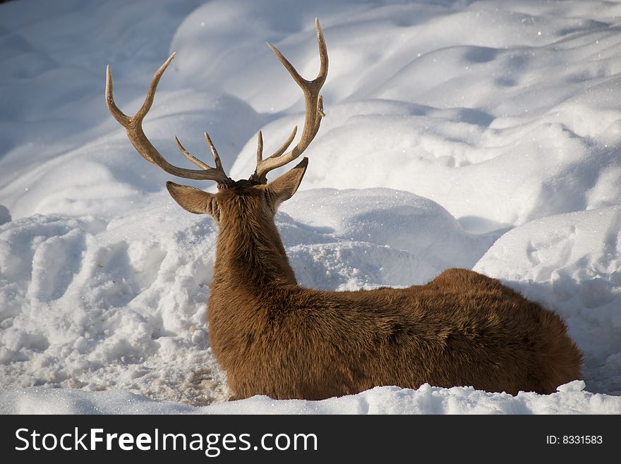 Male deer resting on the snow. Male deer resting on the snow