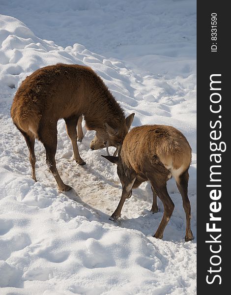 Male deers fighting on the snow