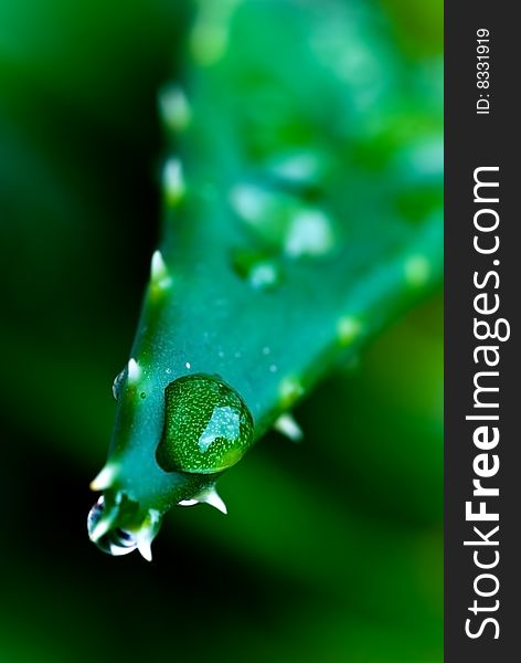 Green sheet of aloe , background with raindrops. close up . Green sheet of aloe , background with raindrops. close up .