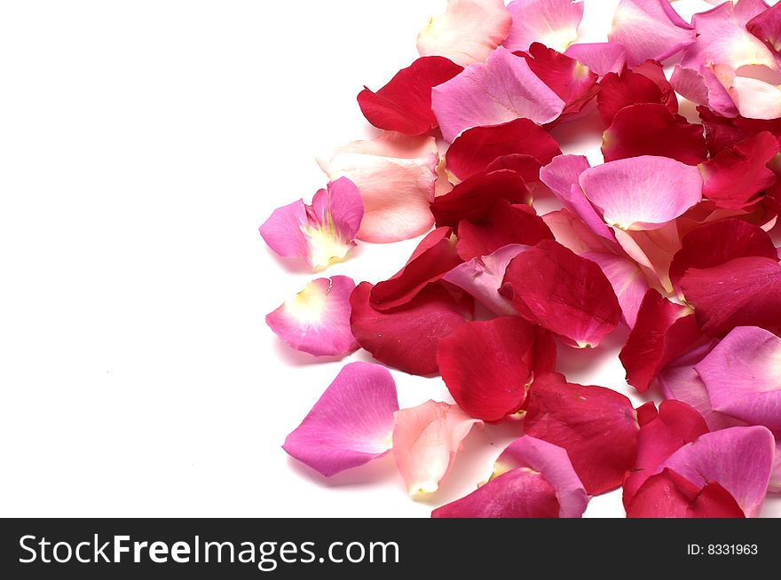 Rose Petals , great for use as design element