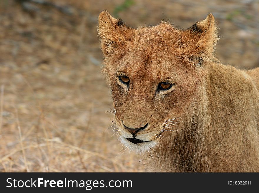 A photo of a lion in the Kruger National Park located in South Africa. A photo of a lion in the Kruger National Park located in South Africa