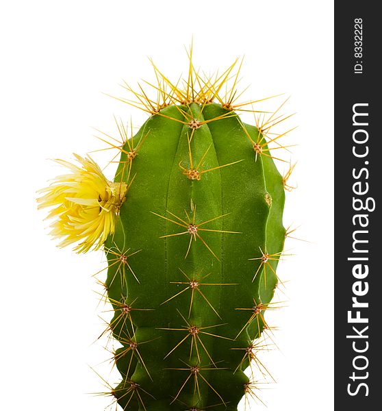 Cactus with flowers, isolated on white