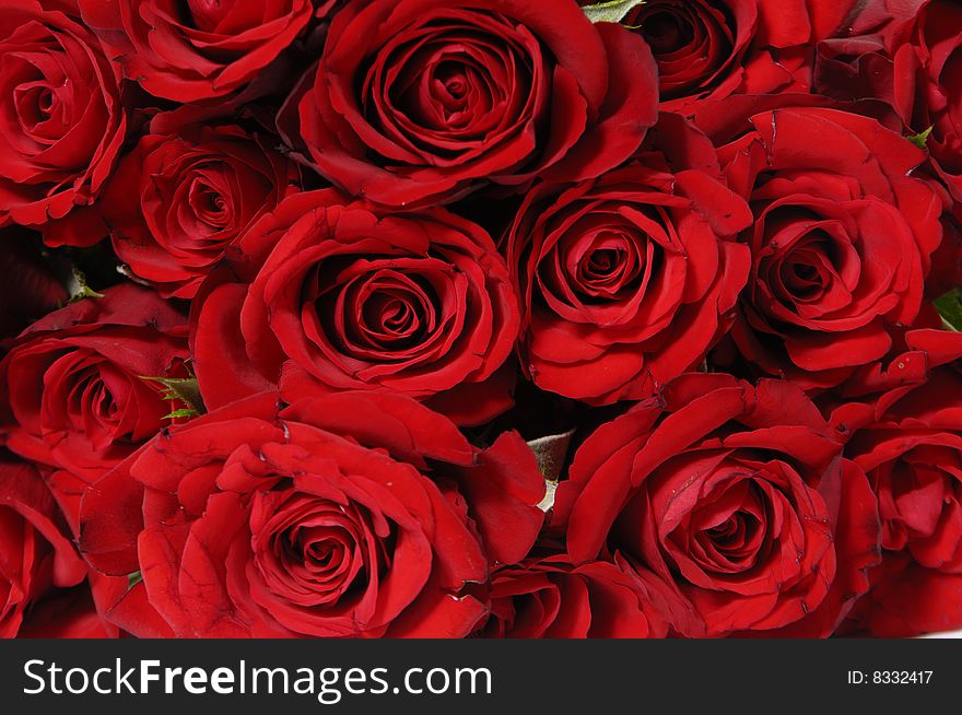 Detail of bunch of red roses