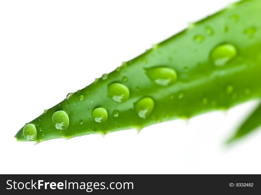 Green sheet of aloe , background with raindrops. close up . Green sheet of aloe , background with raindrops. close up .