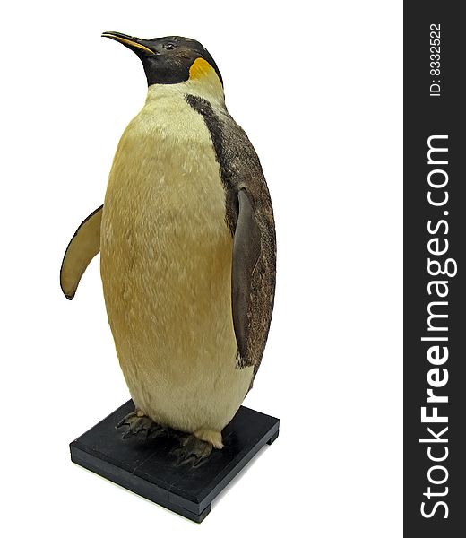 Model of the big penguin isolated on white