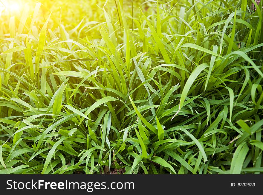 Fresh green grass, shallow DoF