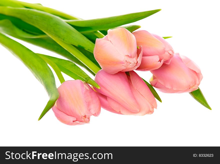 Beautiful pink tulip flowers with green leaves isolated on white background. Beautiful pink tulip flowers with green leaves isolated on white background.