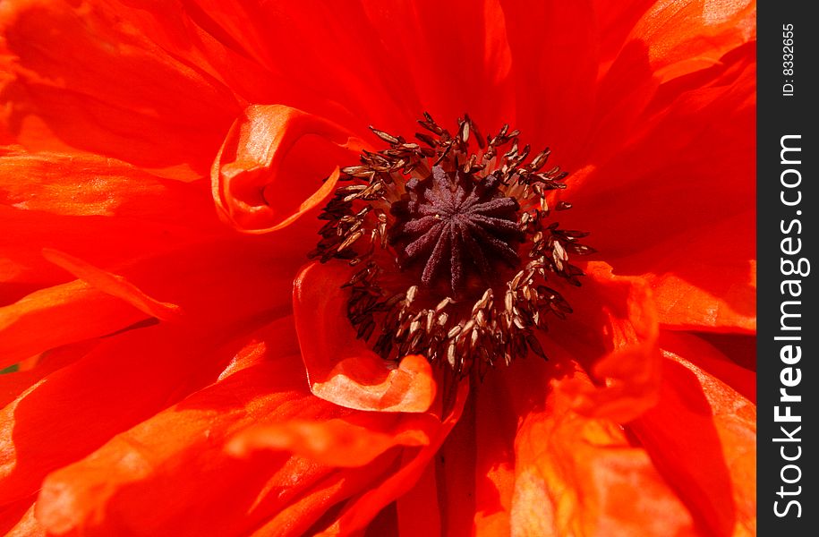 Beautiful,orange poppy,on daylight in spring