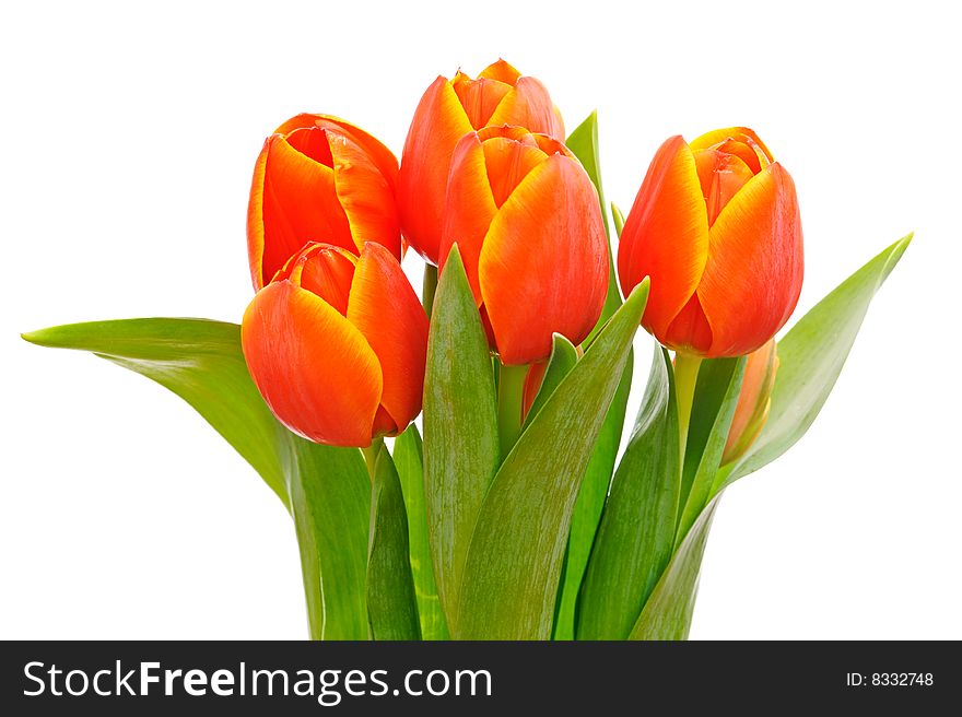 Beautiful red tulip flowers with green leaves isolated on white background. Beautiful red tulip flowers with green leaves isolated on white background